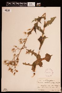 Lactuca ludoviciana image