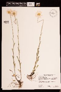 Leucanthemum vulgare image