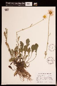 Leucanthemum vulgare image