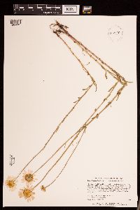 Leucanthemum vulgare image