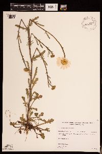 Leucanthemum vulgare image