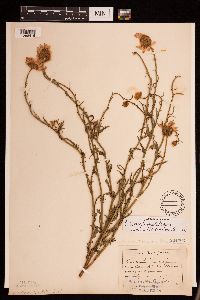 Leucanthemum vulgare image