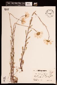Leucanthemum vulgare image