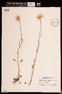 Leucanthemum vulgare image