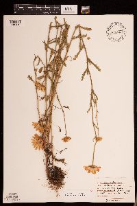 Leucanthemum vulgare image