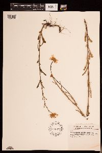 Leucanthemum vulgare image