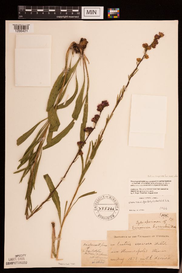 Liatris herrickii image