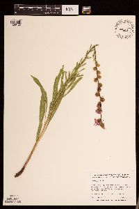 Liatris aspera image