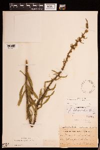 Liatris aspera image