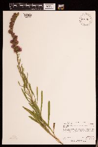 Liatris aspera image