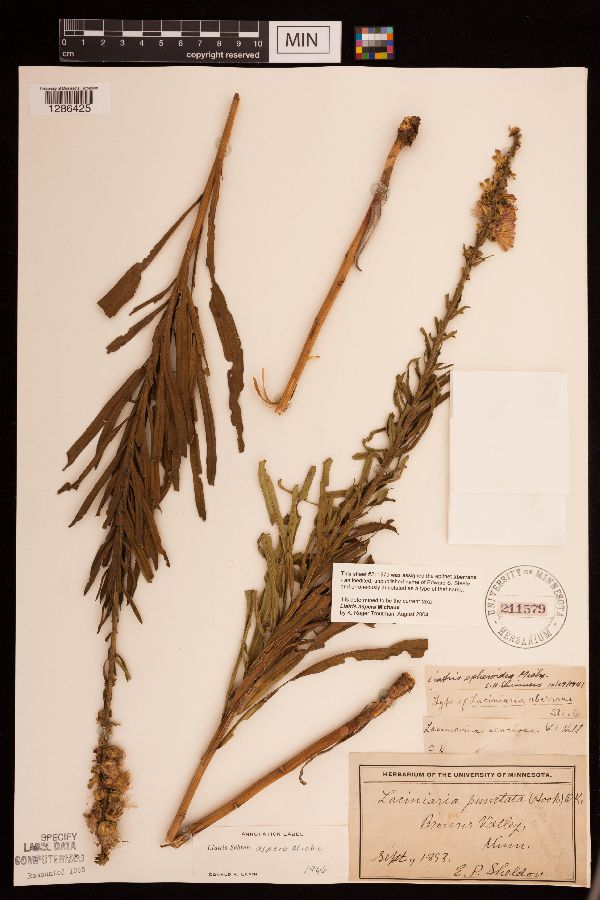 Liatris aspera image