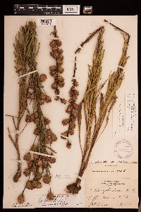 Thumbnail image of current specimen