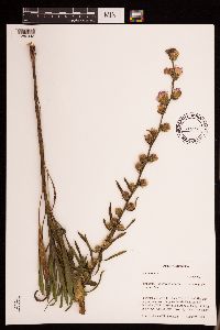 Thumbnail image of current specimen