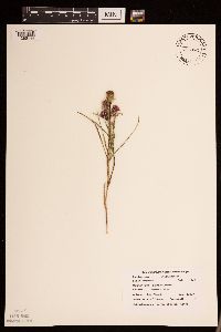 Liatris cylindracea image