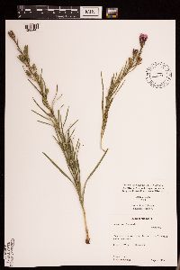 Liatris cylindracea image