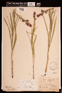 Liatris cylindracea image