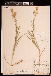 Liatris cylindracea image