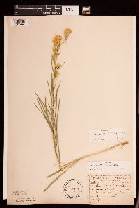 Liatris cylindracea image