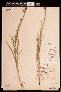 Liatris cylindracea image