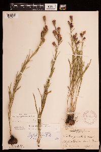 Liatris cylindracea image