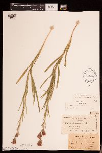 Liatris cylindracea image