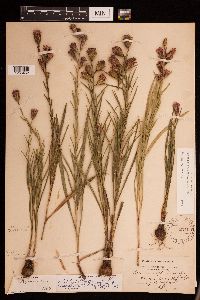 Liatris cylindracea image