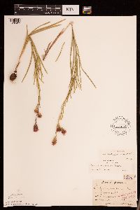 Liatris cylindracea image