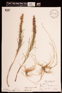 Liatris punctata image