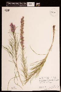 Liatris punctata image