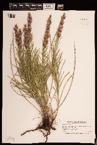Liatris punctata image