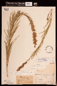 Liatris punctata image