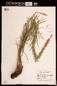 Liatris punctata image