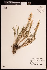 Liatris punctata image