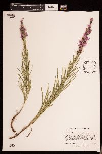 Liatris punctata image