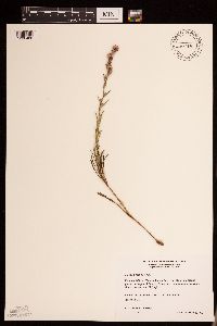 Liatris punctata image