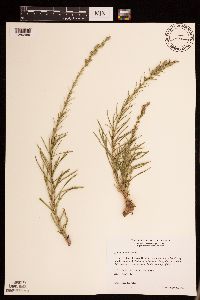 Liatris punctata image