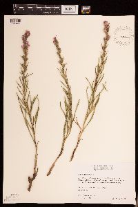 Liatris punctata image