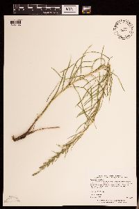 Liatris punctata image