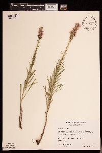 Liatris punctata image