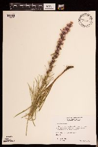 Liatris punctata image