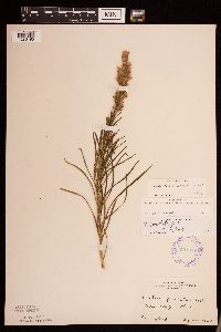 Liatris punctata image