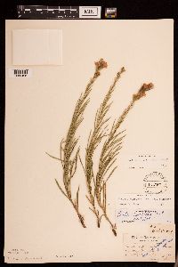 Liatris punctata image