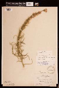 Liatris punctata image