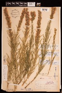 Liatris punctata image