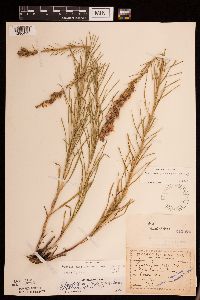 Liatris punctata image