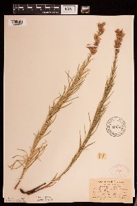 Liatris punctata image