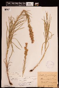 Liatris punctata image