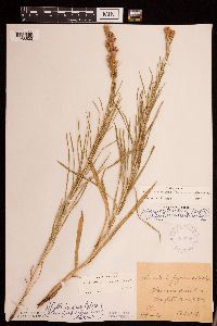 Liatris punctata image