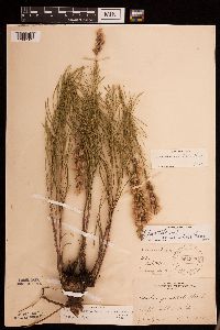 Liatris punctata image