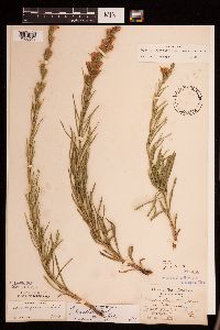 Liatris punctata image